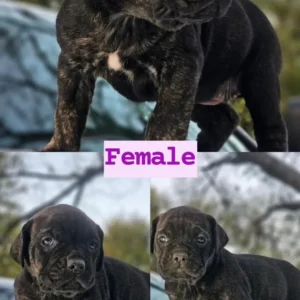 Black Brindle Female Puppy $2500