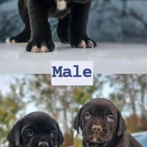 Black Male Puppy- $3500