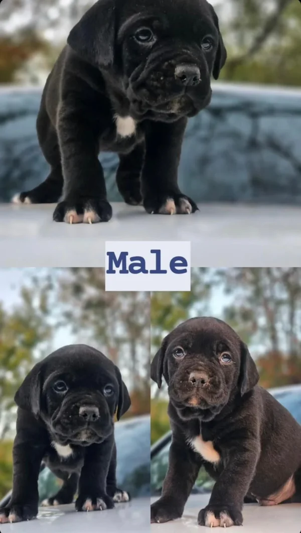 Black Male Puppy- $3500