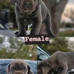 Solid Blue Female Puppy- $3500