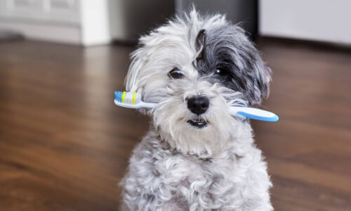 Why Your Pet Needs To See The Dentist