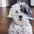 Why Your Pet Needs To See The Dentist