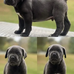 Blue Female Puppy